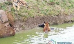 江苏动物园爆料视频大全,揭秘动物世界幕后趣闻